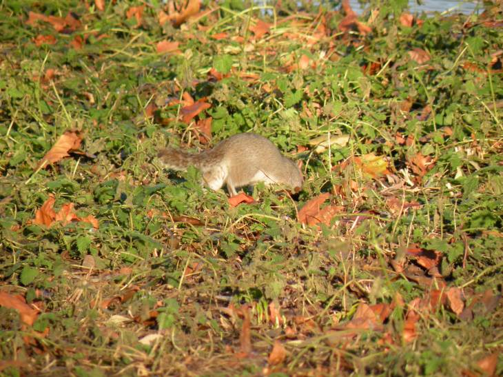 Ecureuil dans St-James's Park